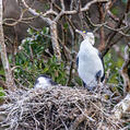 Australian Pied Cormorant (Phalacrocorax varius)