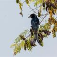 Black Drongo (Dicrurus macrocercus)