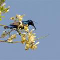 Purple Sunbird (Cinnyris asiaticus)