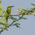 Green Bee-eater (Merops orientalis)