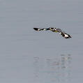 Pied Kingfisher (Ceryle rudis)