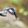 Pied Kingfisher (Ceryle rudis)