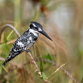 Pied Kingfisher (Ceryle rudis)