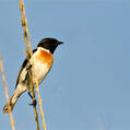 White-tailed Stonechat (Saxicola leucurus)