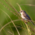White-tailed Stonechat (Saxicola leucurus)