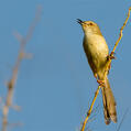 Plain Prinia (Prinia inornata)