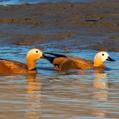 Ruddy Shelduck (Tadorna ferruginea)