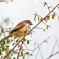 Yellow-eyed Babbler (Chrysomma sinense)