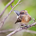 Grey Fantail (Rhipidura albiscapa)