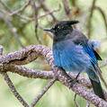 Steller's Jay (Cyanocitta stelleri)