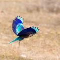 Indian Roller (Coracias benghalensis)