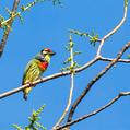 Coppersmith Barbet (Psilopogon haemacephalus)