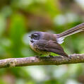 New Zealand Fantail (Rhipidura fuliginosa)