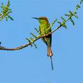 Green Bee-eater (Merops orientalis)