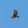 Crested Honey Buzzard (Pernis ptilorhynchus)
