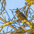 Stripe-throated Yuhina (Yuhina gularis)