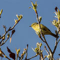 Two-barred Warbler (Phylloscopus plumbeitarsus)