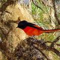 Long-tailed Minivet (Pericrocotus ethologus)