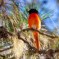 Long-tailed Minivet (Pericrocotus ethologus)