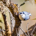Chestnut-vented Nuthatch (Sitta nagaensis)