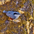 Chestnut-vented Nuthatch (Sitta nagaensis)