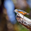White-browed Nuthatch (Sitta victoriae)