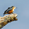 White-browed Nuthatch