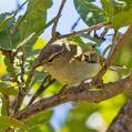 Two-barred Warbler (Phylloscopus plumbeitarsus)