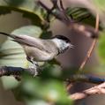 Black-bibbed Tit (Poecile hypermelaenus)