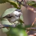 Black-bibbed Tit (Poecile hypermelaenus)