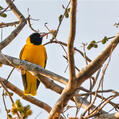 Black-hooded Oriole (Oriolus xanthornus)