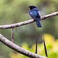 Lesser Racket-tailed Drongo (Dicrurus remifer)