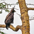 Long-crested Eagle (Lophaetus occipitalis)