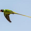 Grey-headed Parakeet (Psittacula finschii)