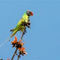 Grey-headed Parakeet (Psittacula finschii)