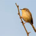 Grey-breasted Prinia (Prinia hodgsonii)