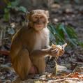 Rhesus Monkey (Macaca mulatta)