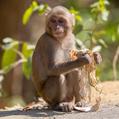 Rhesus Monkey (Macaca mulatta)