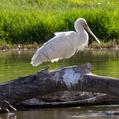 Yellow-billed Spoonbill (Platalea flavipes)