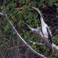 Australasian Darter (Anhinga novaehollandiae)