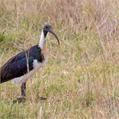 Straw-necked Ibis (Threskiornis spinicollis)