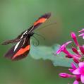 Red Postman (Heliconius erato)