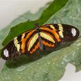 Ethilia Longwing (Heliconius ethilla)