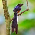 White-rumped Shama (Copsychus malabaricus)