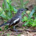 Oriental Magpie-Robin (Copsychus saularis)
