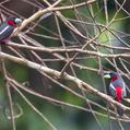 Black-and-red Broadbill (Cymbirhynchus macrorhynchos)
