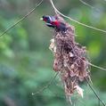 Black-and-red Broadbill (Cymbirhynchus macrorhynchos)