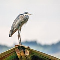 Black-headed Heron (Ardea melanocephala)