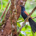 Greater Coucal (Centropus sinensis)