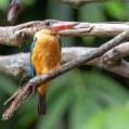Stork-billed Kingfisher (Pelargopsis capensis)